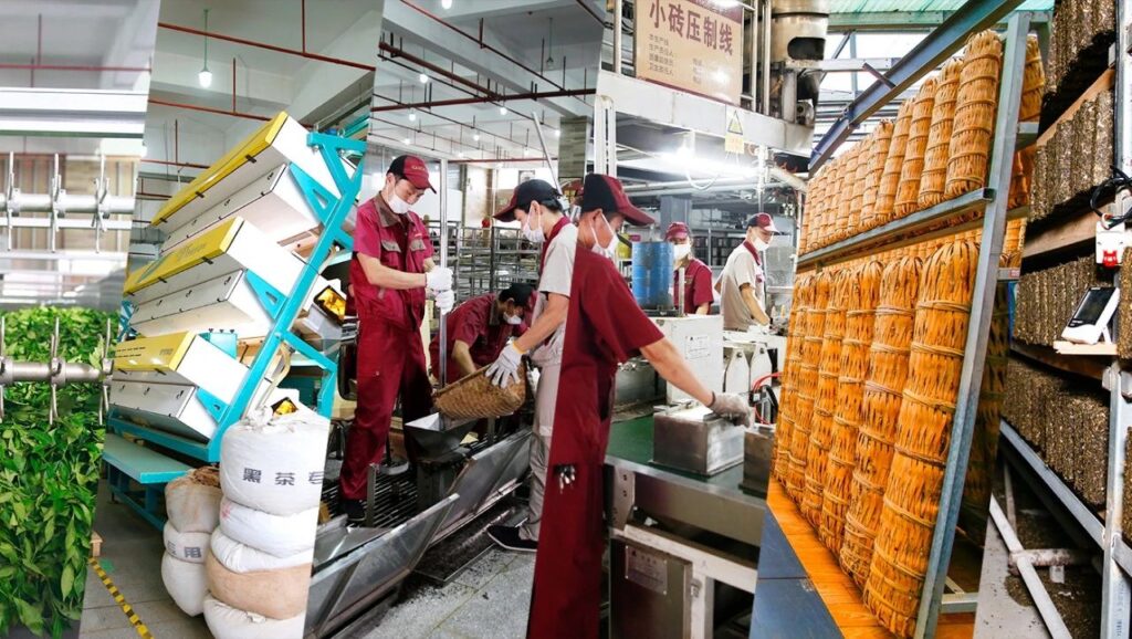 董事长陈社强一行调研茶叶原料 为产品质量保驾护航