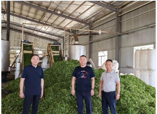 理想华莱陈社强调研茶叶原料 为产品质量护航