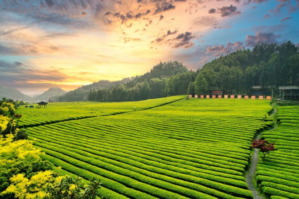 国家级名单重磅发布！安化黑茶与普洱茶入选农业农村部2023年农业品牌精品培育计划