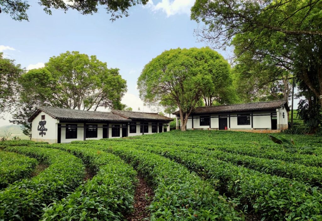 国家级名单重磅发布！安化黑茶与普洱茶入选农业农村部2023年农业品牌精品培育计划