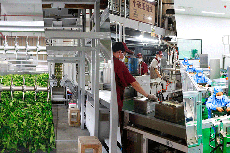 2023湖南茶业科技创新论坛 理想华莱科技赋能中国黑茶