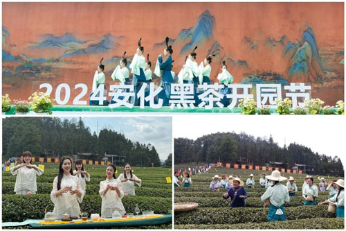 安化黑茶开园节在理想华莱江南茶园基地举行
