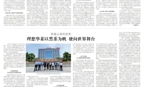 理想华莱：科技赋能黑茶产业引领安化腾飞