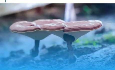 珍宝有灵，本草芝道：2025无限极汉中西乡赤灵芝溯源之旅