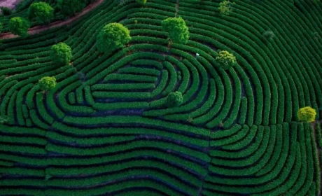 从荒山到世界舞台：理想华莱十六年铸就安化黑茶绿色发展传奇