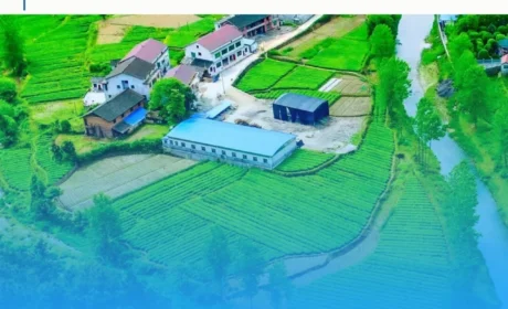 理想华莱十六载实践：以茶为基 振兴乡村
