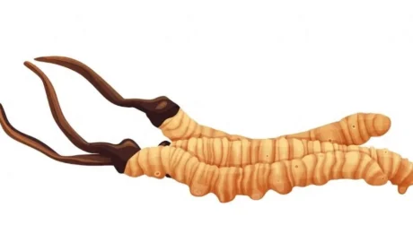 金诃藏药 高原严冬的馈赠：为何珍稀藏药材总在极寒中绽放生命力？