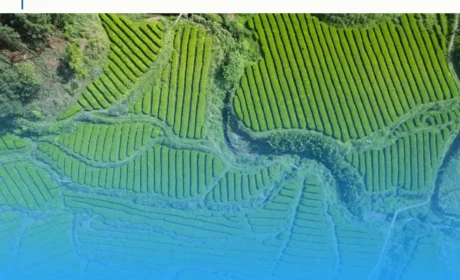 理想华莱:茶产业链视角下的全球野望