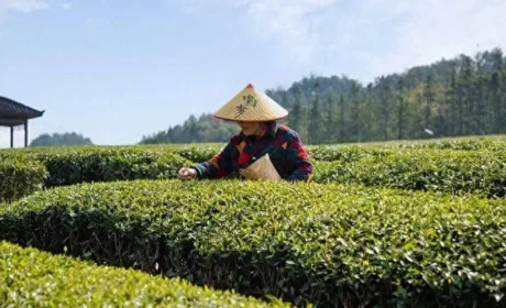 政策指引方向 直销与乡村振兴的双向奔赴