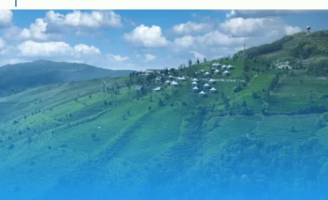 一叶黑茶载初心：理想华莱的兴农实践与国际答卷