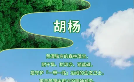 共筑绿色丝路|安然第八届植树节公益活动开启