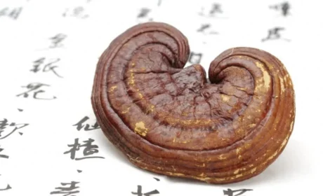 深耕灵芝研究，无限极再获多项权威认可！