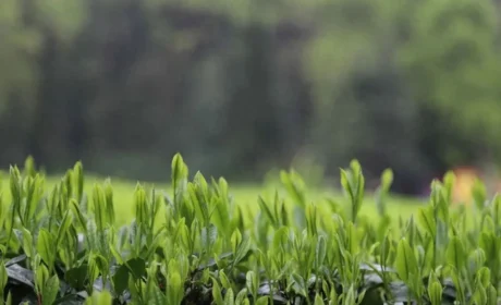 理想华莱：以生态茶园为笔，绘就黑茶产业高质量发展新画卷