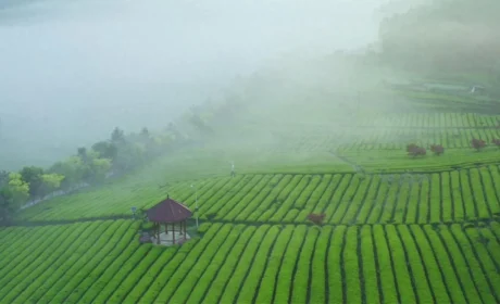 理想华莱 | 匠心守护本味好茶 江南茶园春日采茶记