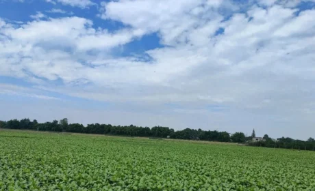 源头质控再添标杆 | 以岭药业泽泻种植基地通过GAP延伸检查