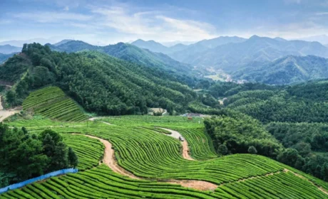 科技赋能黑茶 创新引领未来 探寻理想华莱高质量发展的“科技密码”