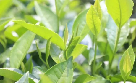 贡茶荣光今犹在 理想华莱天尖茶：一片叶的传承与新生