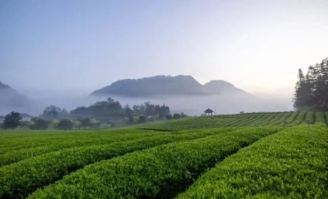 春茶启新程 匠心制好茶——理想华莱2026年首批黑毛茶生产火热进行中