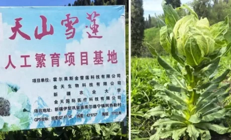 金天国际26年攻克天山雪莲组培技术：从种源保护到输出中国标准