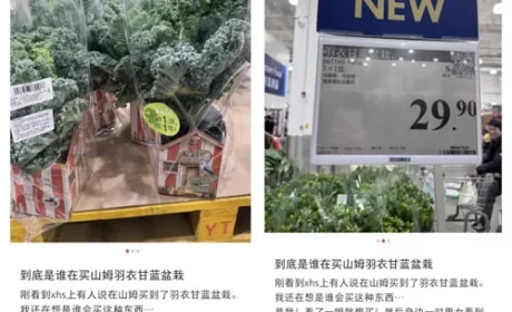 中国消费者报：羽衣甘蓝真有神奇功效吗？