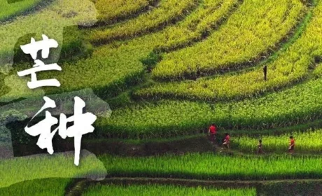 和治友德 | 芒种养生指南：芒种时节多湿热，健脾祛湿要“五宜”