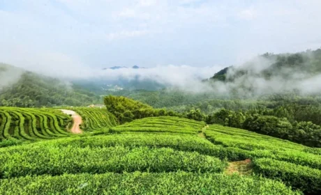 理想华莱：丝路金花开 茯韵传千年