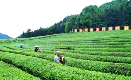 春茶收官忙修剪 蓄势以待迎夏茶——理想华莱全面开启夏茶备耕