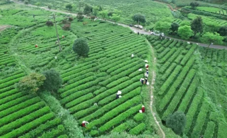 理想华莱：夏茶加工正繁忙 匠心制茶抢鲜时