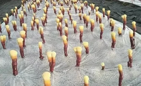 康美来集团大别山灵芝文化节启动仪式举行