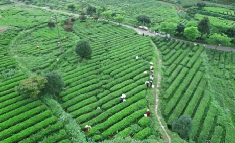 理想华莱抢抓制茶黄金期 释放夏茶独特价值