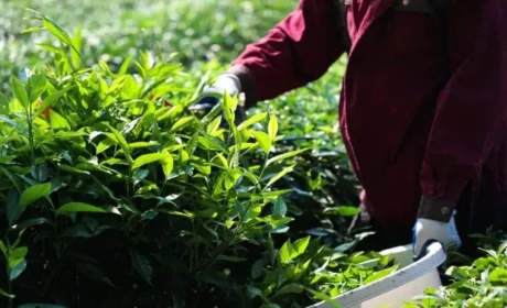 理想华莱以全链条质量管控护航2026年秋茶生产