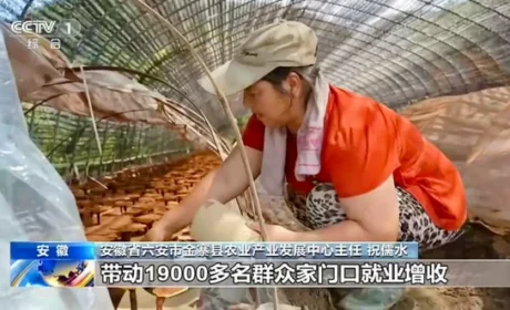 芝神堂灵芝智慧超级工厂荣登央视新闻频道